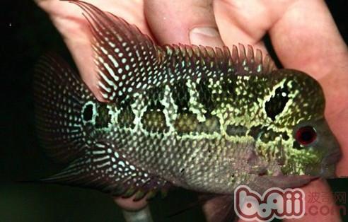 Identification of Luohan fish and Mongolian strains