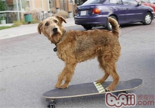 Knowledge about protecting the Aiwolan Terrier