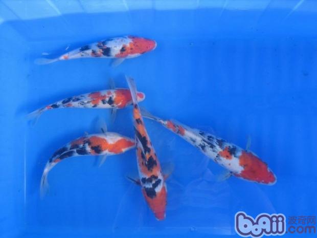 Shape characteristics of Taisho three-color koi