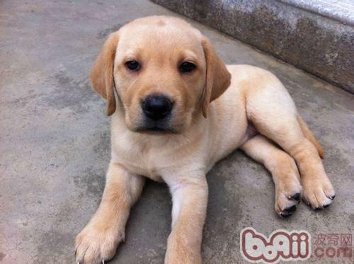 How to take care of a newborn Labrador
