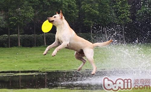 Dai Misunderstandings about Dog Sports
